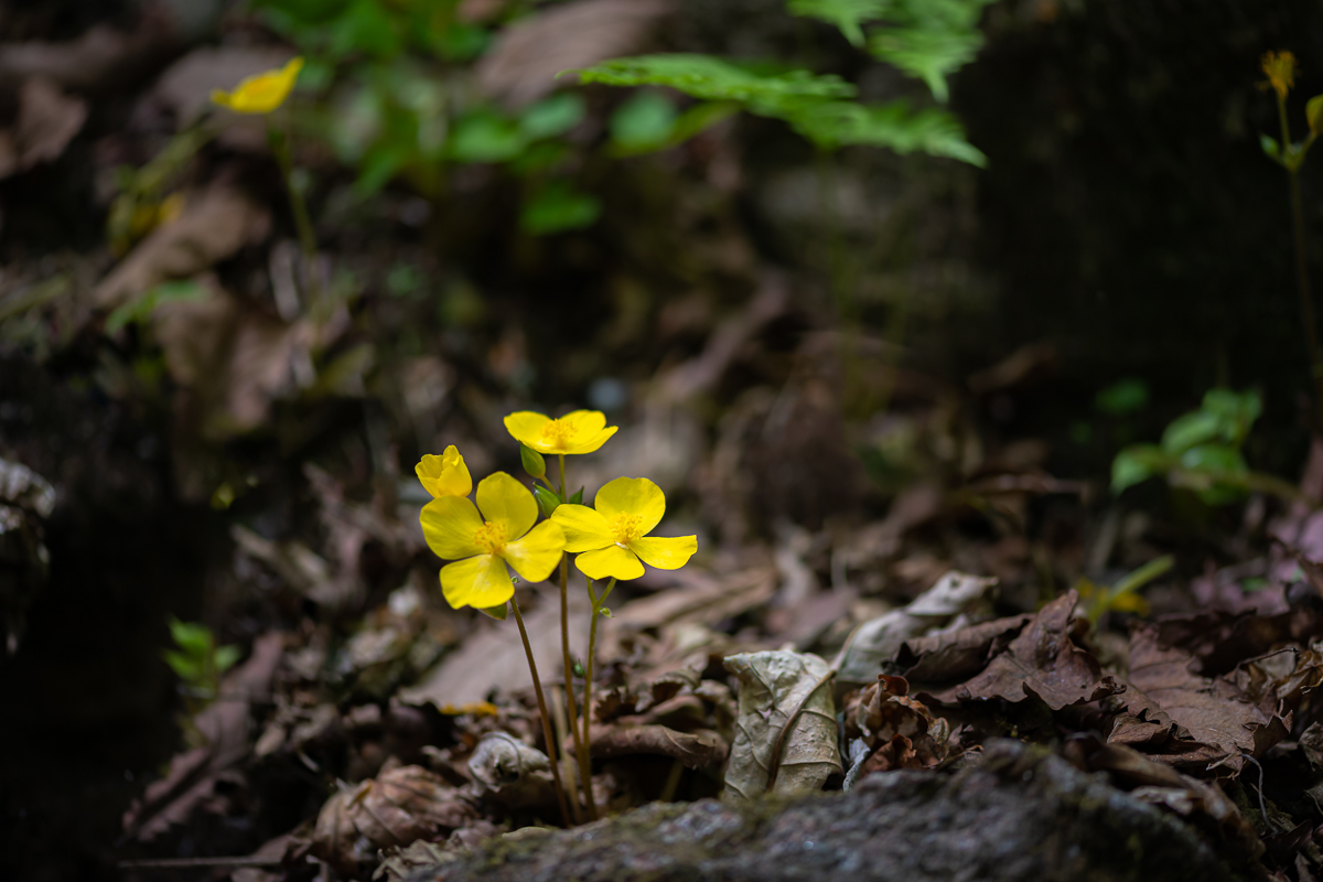 DSC_5470.jpg