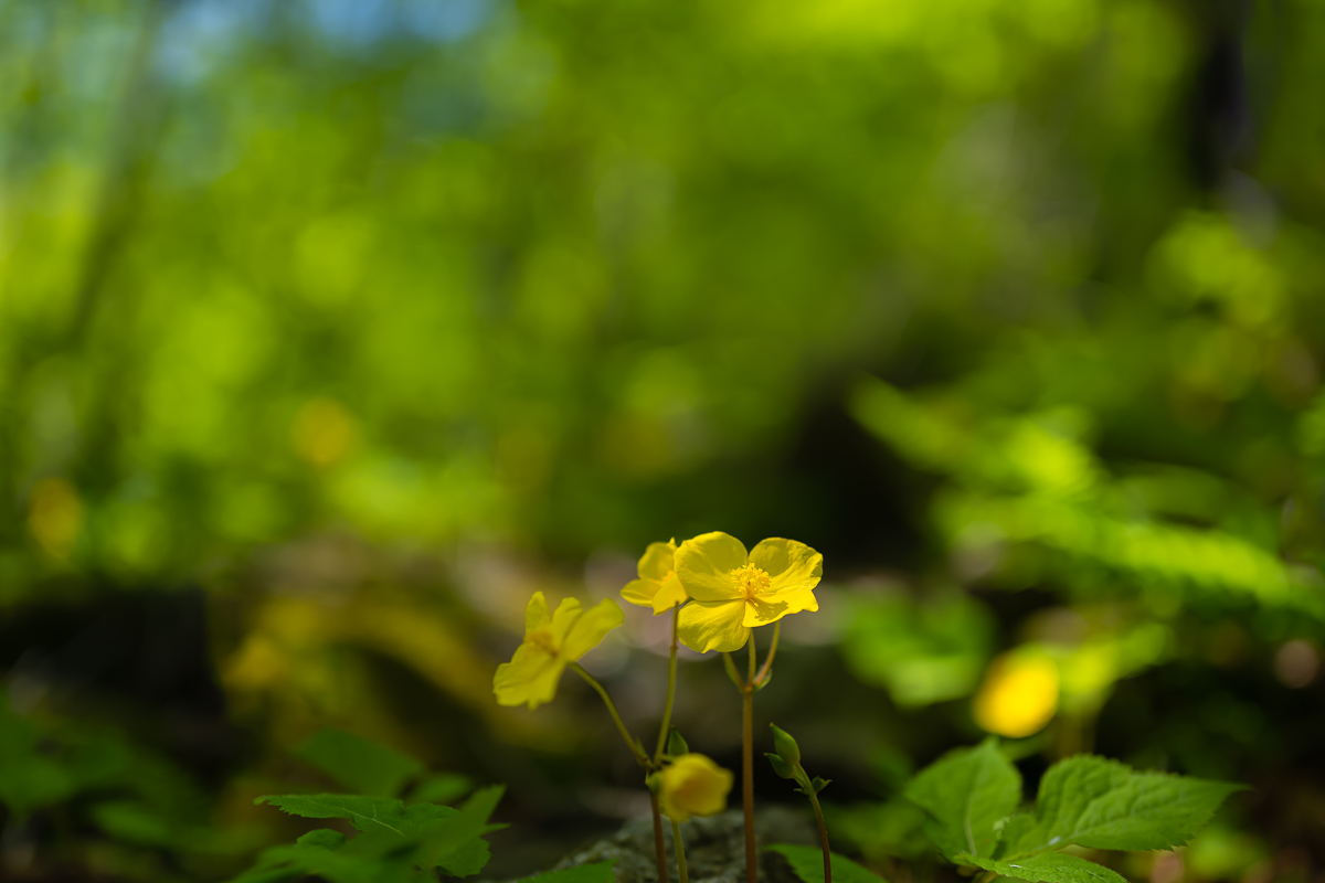 DSC_8786.jpg