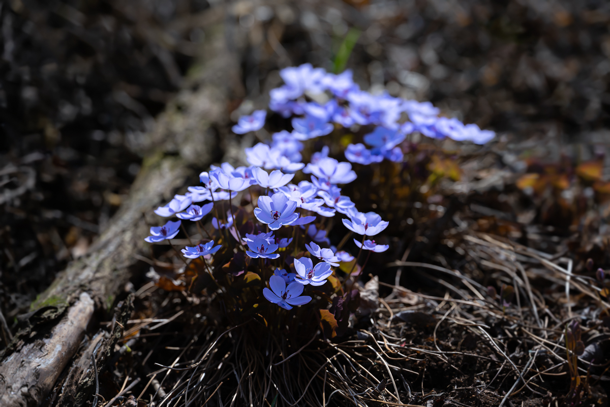 DSC_0126.jpg