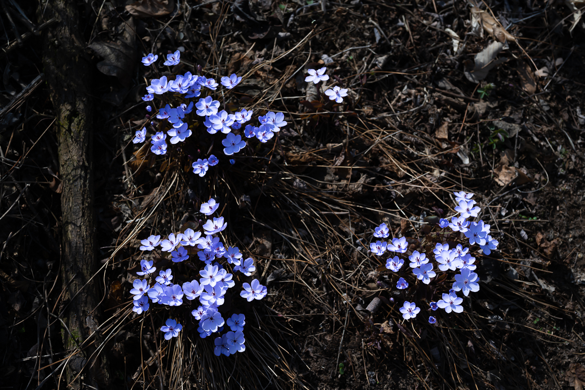 DSC_9994.jpg