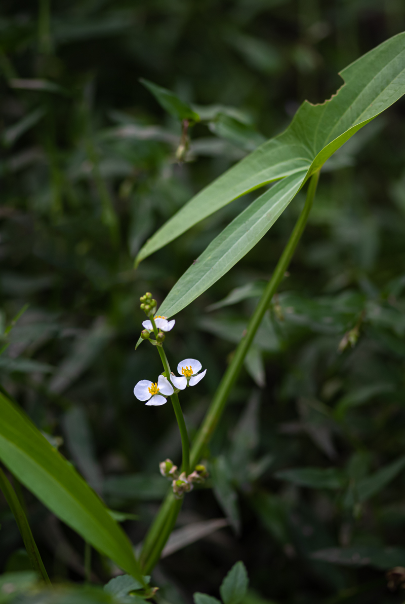 20200919-DSC_0175.jpg