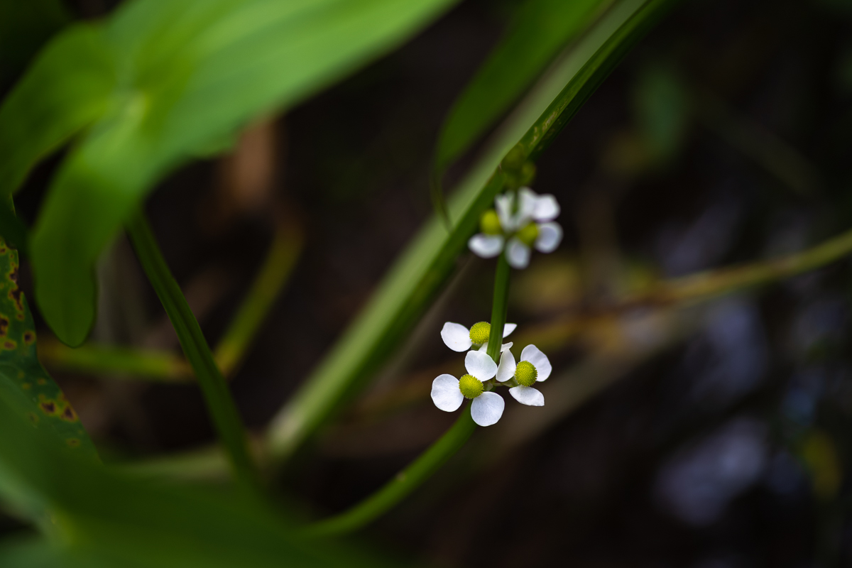 20200919-DSC_0172.jpg