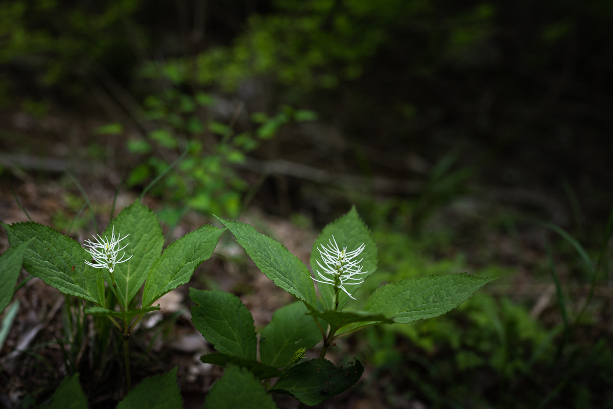 DSC_3196.jpg