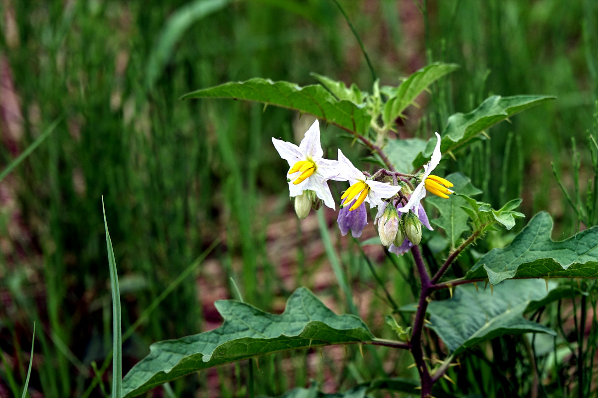 KHS06436.jpg