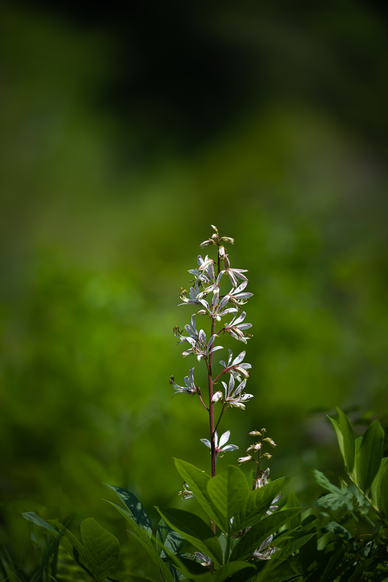 DSC_8362.jpg