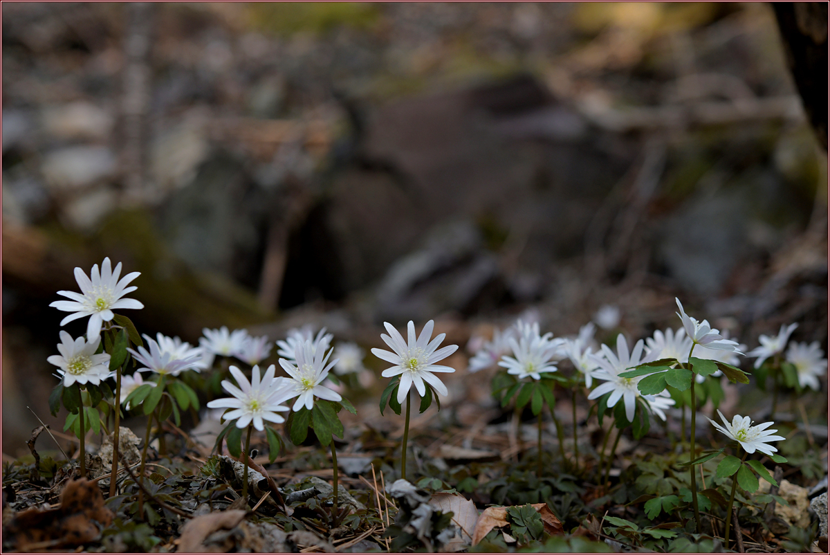 DSC_8992.jpg