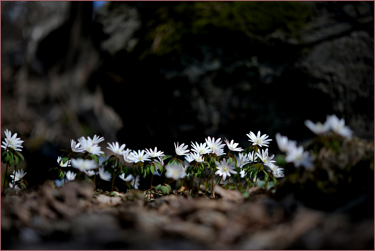 DSC_8917.jpg