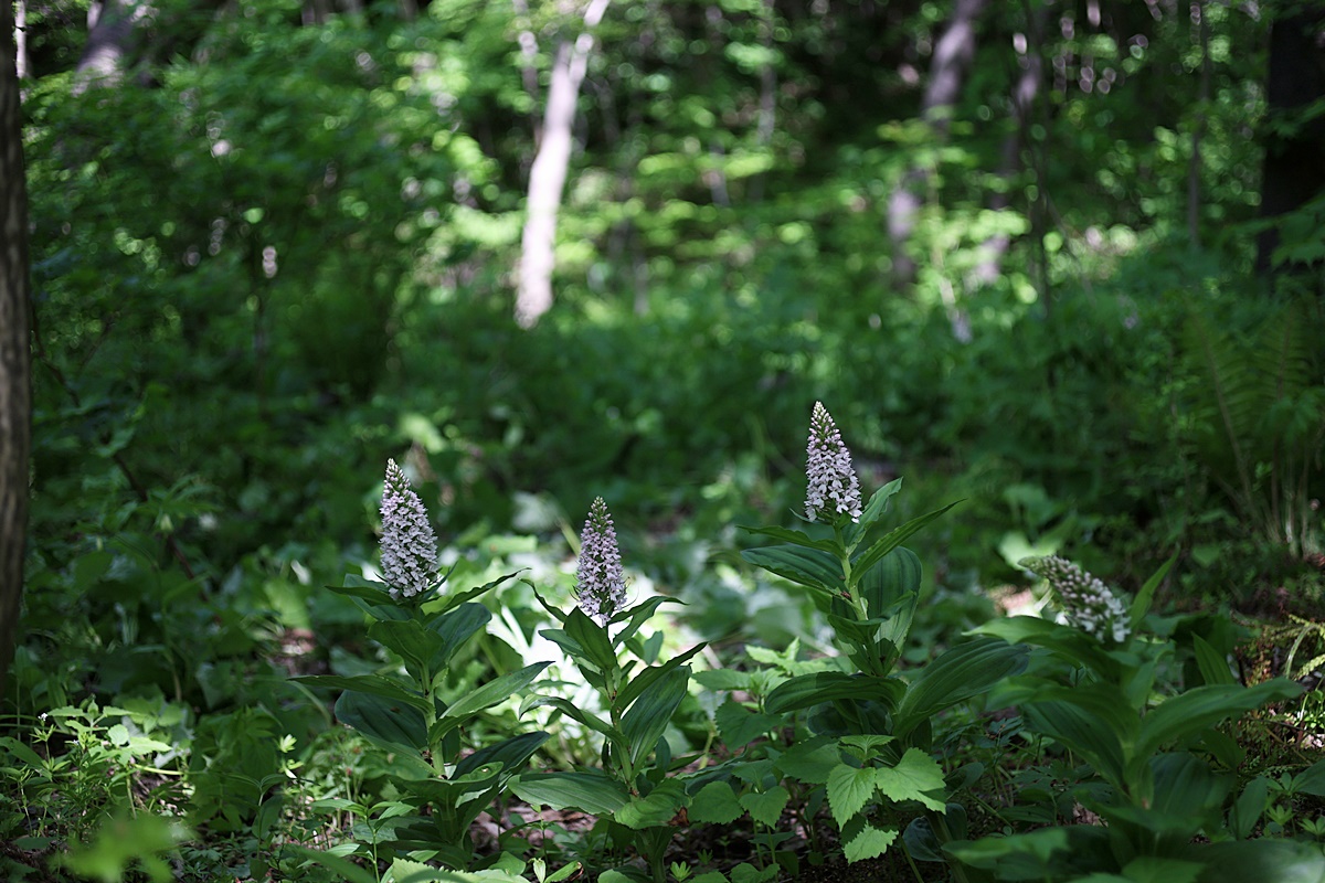 24-05-02 (550)-1.JPG