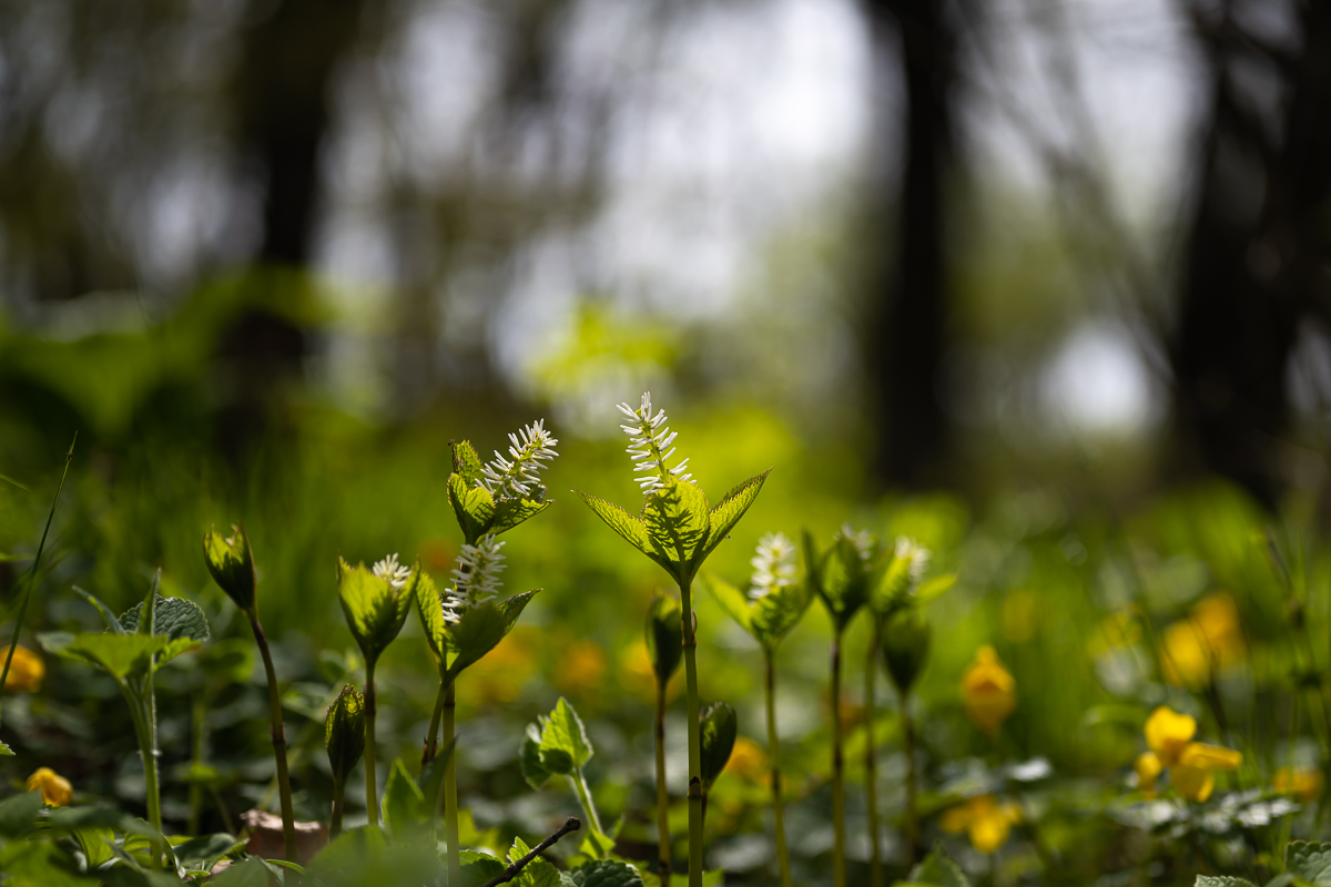 DSC_6106.jpg