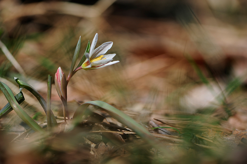 산자고.jpg