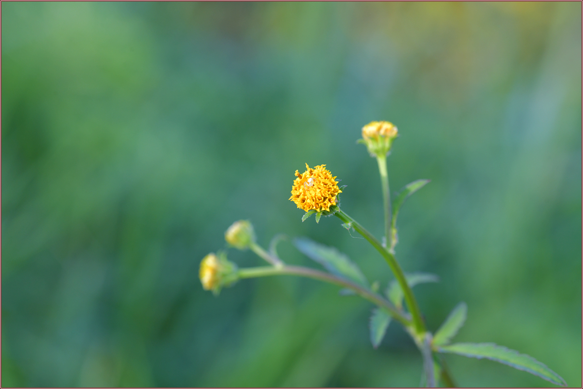 DSC_7142울산도깨비바늘.jpg