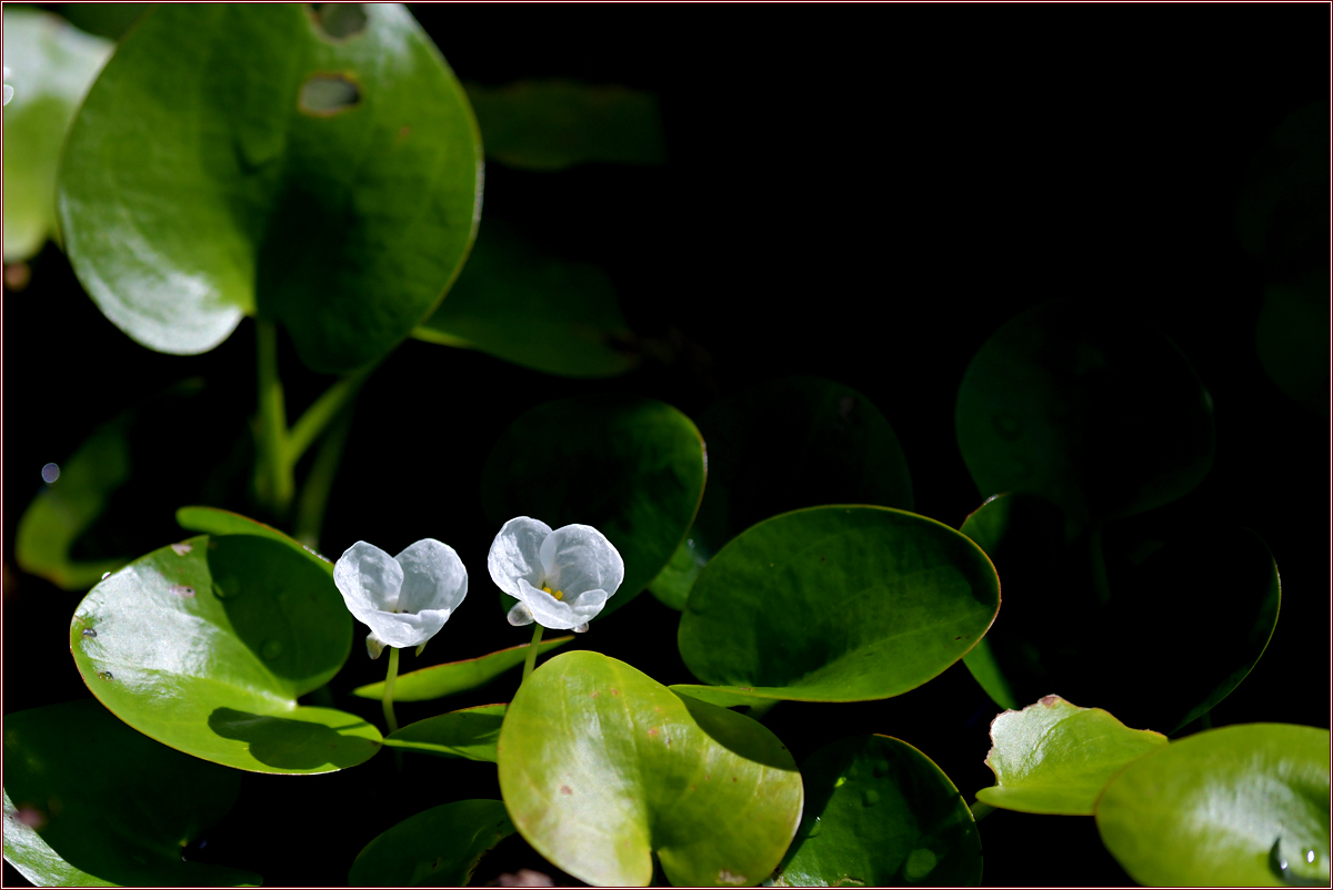 DSC_6686.jpg