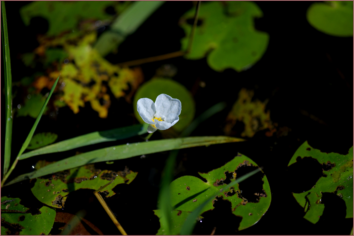 DSC_6664.jpg