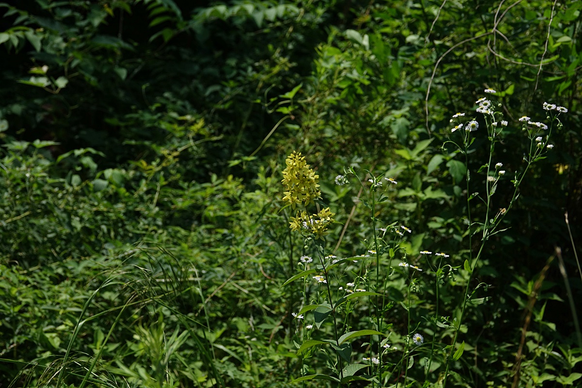 24-07-04 (78)-1.JPG