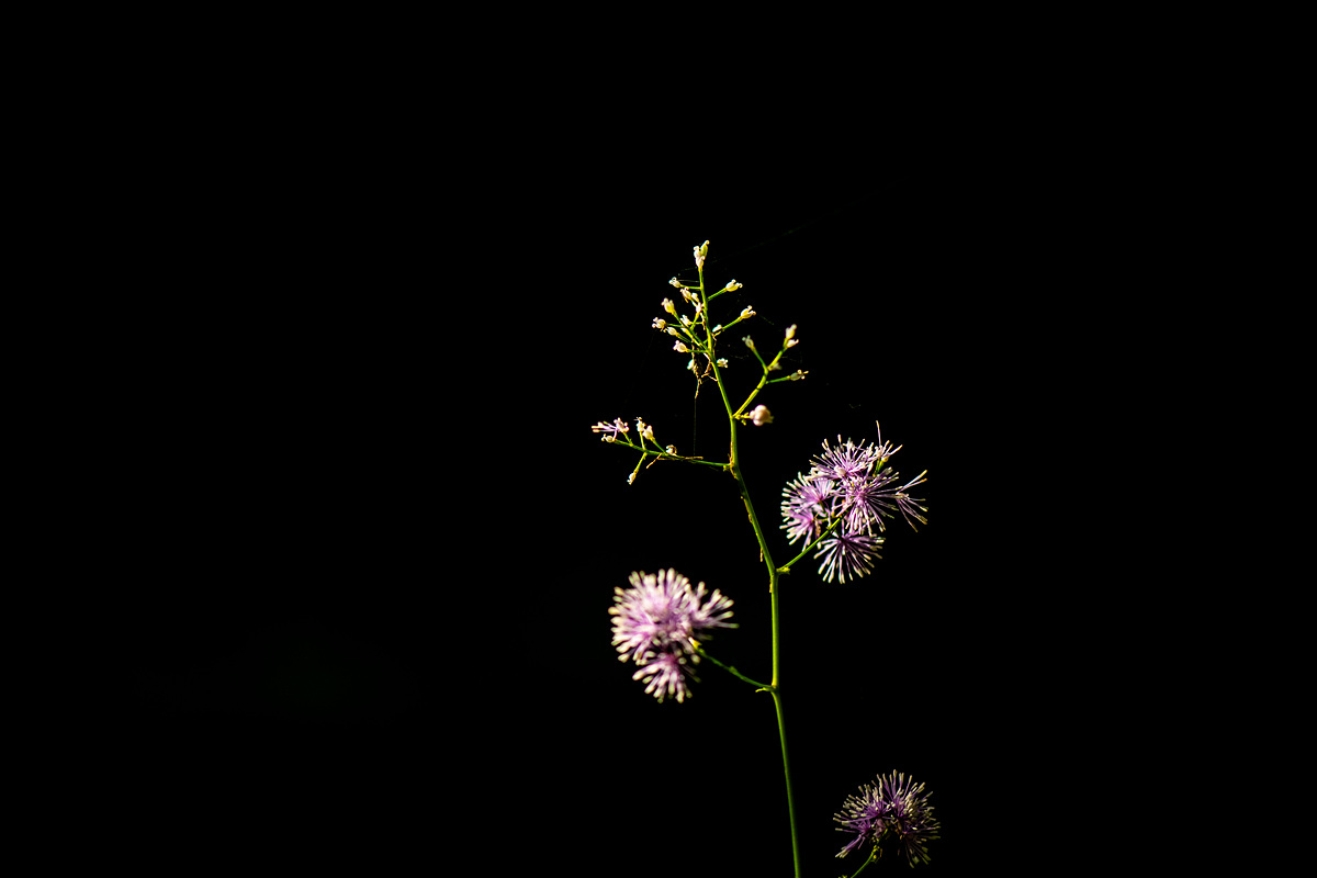 DSC_5379aa.jpg