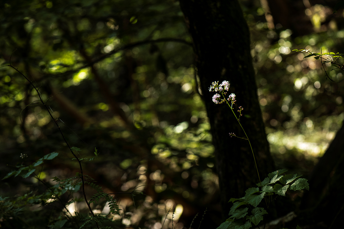 DSC_5368sss.jpg