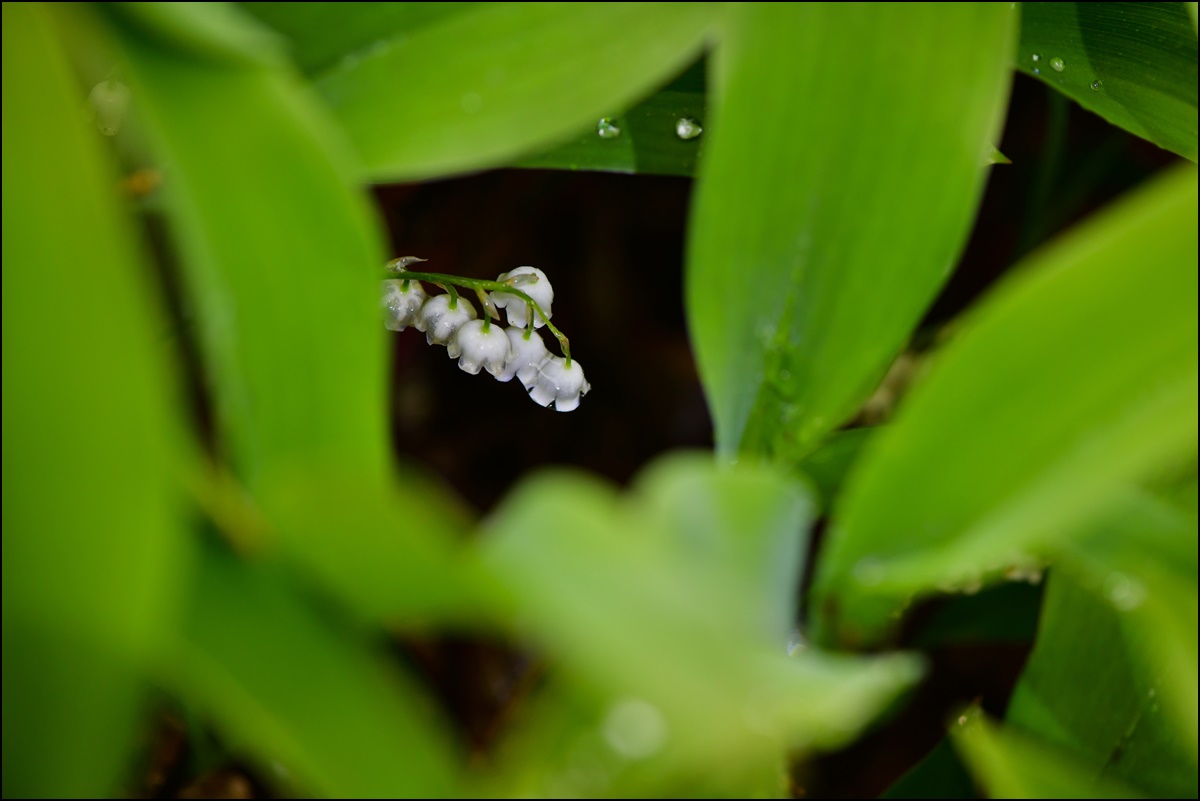 DSC_5102.JPG
