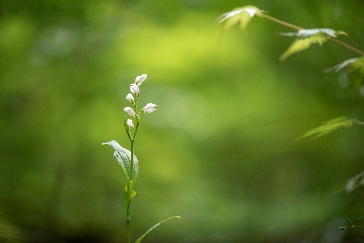 _DSC6287a.jpg