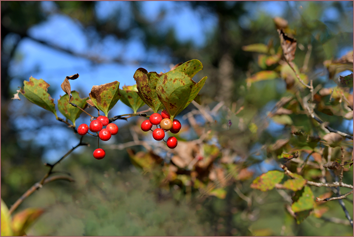 DSC_3964청미래덩굴 열매.jpg