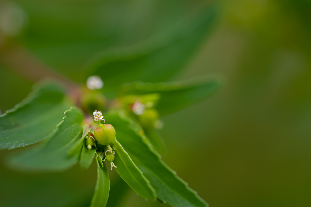 DSC_8565.jpg
