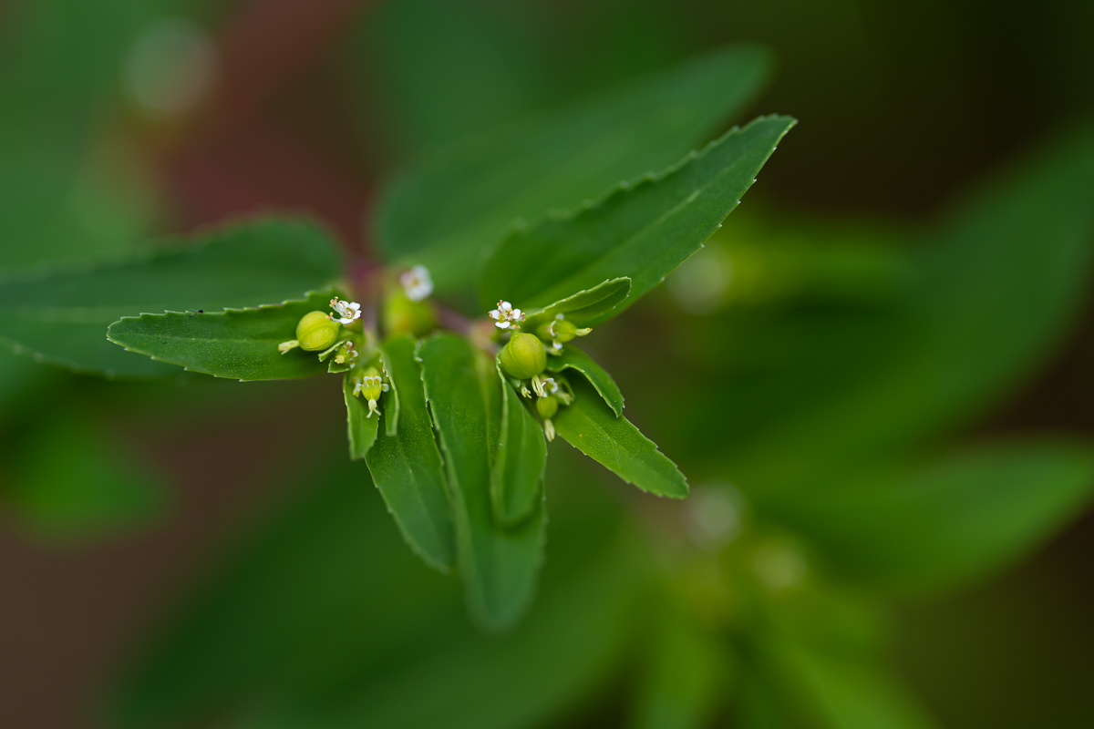 DSC_8557.jpg