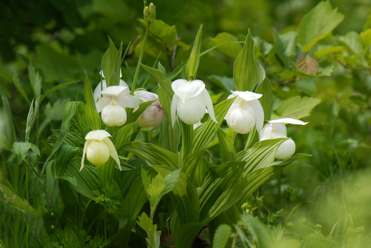 20100606b 942sss.jpg