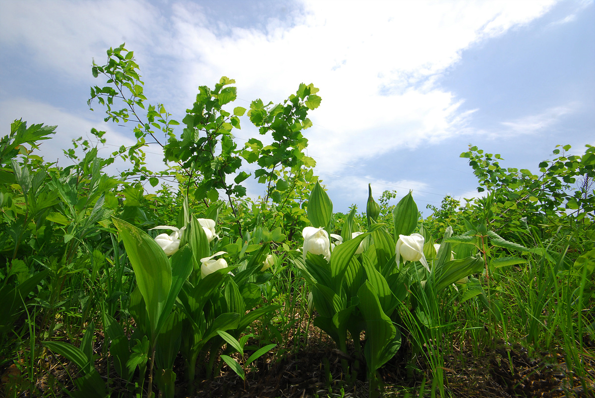 20100606b 1016ss.jpg