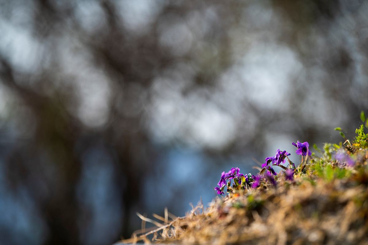 _DSC2679a.jpg