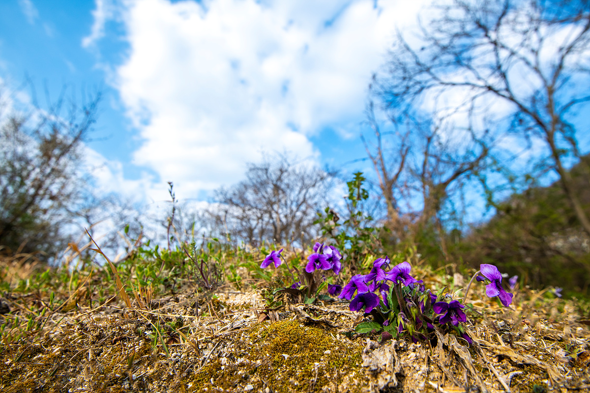 _DSC2672a.jpg