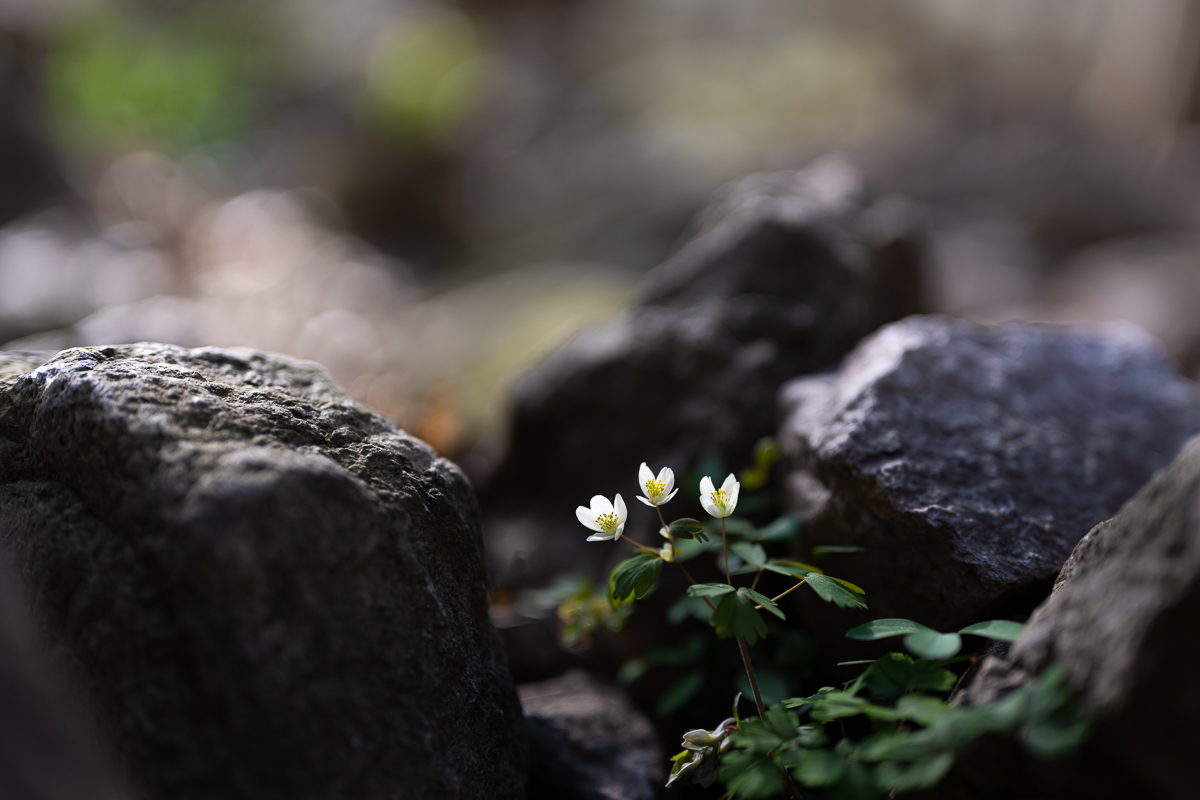 DSC_9773.jpg