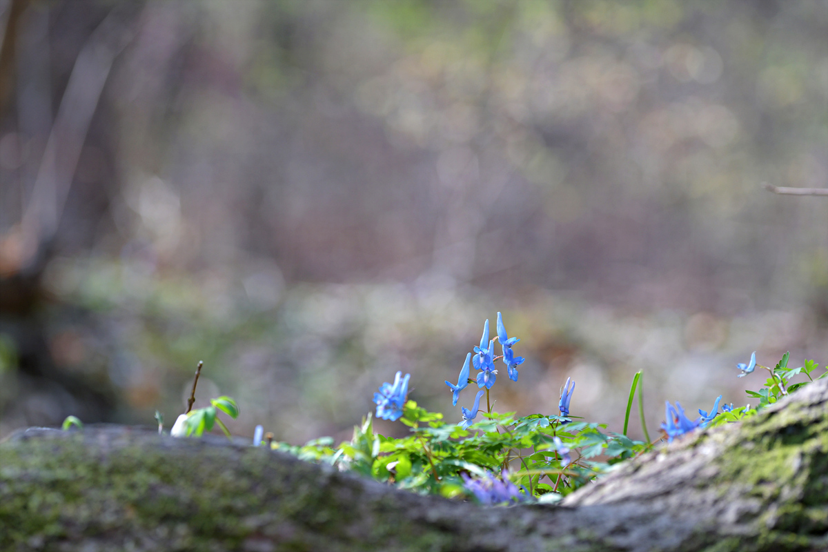 DSC_7553.jpg