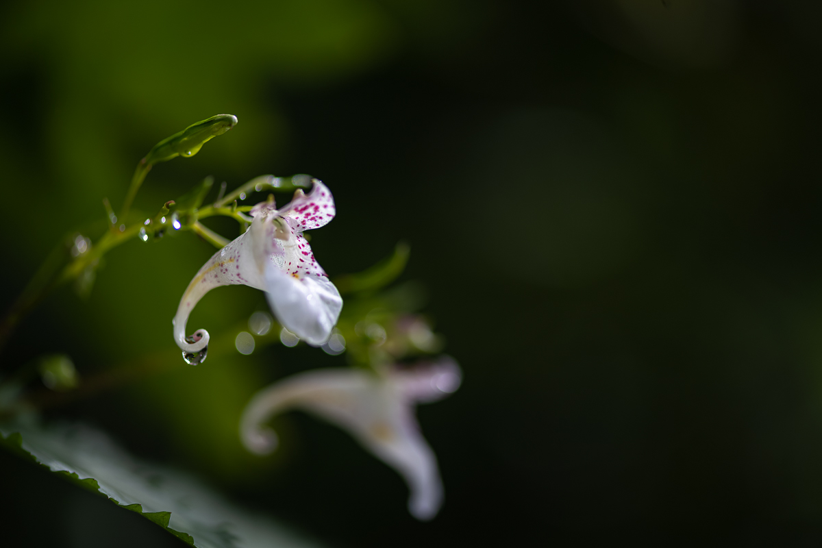 20200830-DSC_5711.jpg