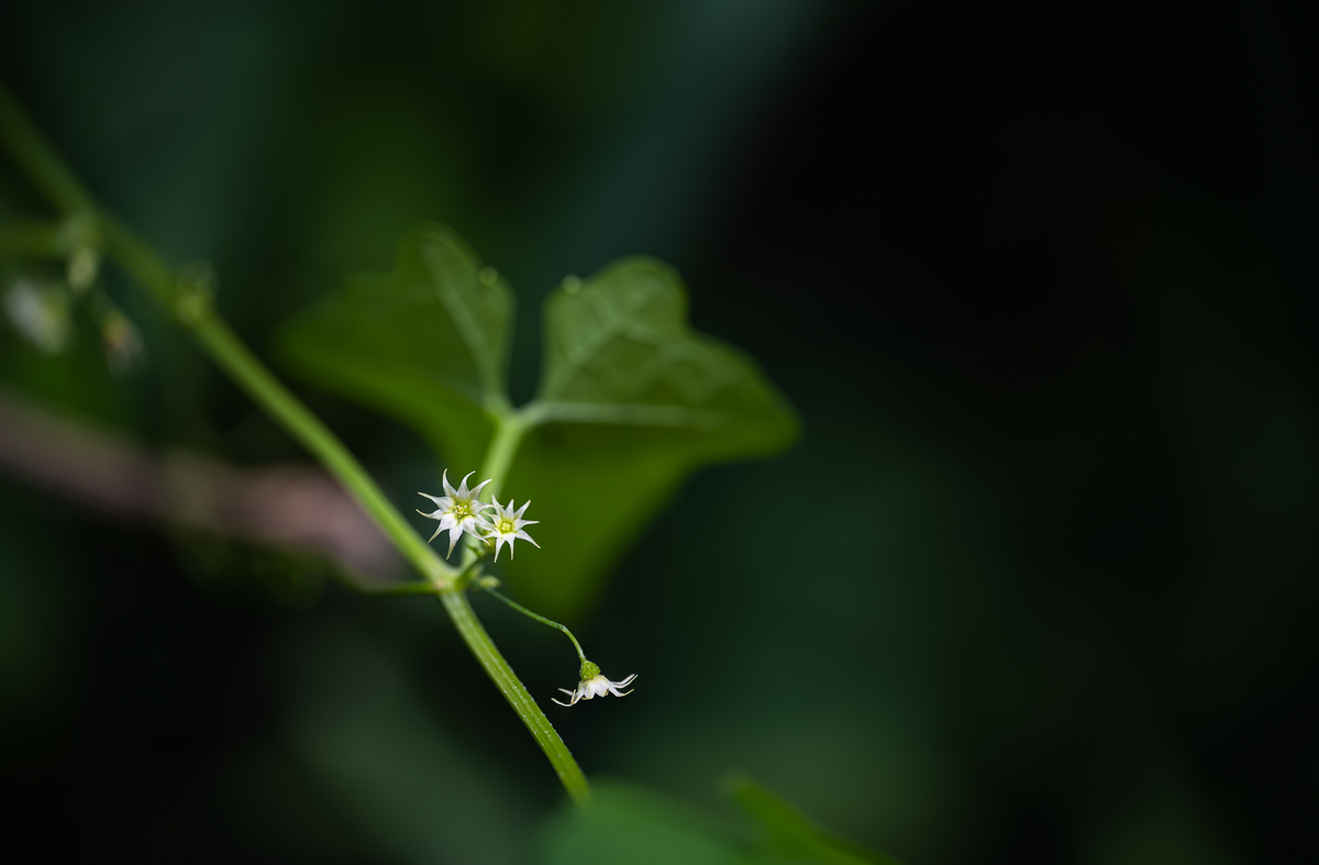 DSC_8294.jpg