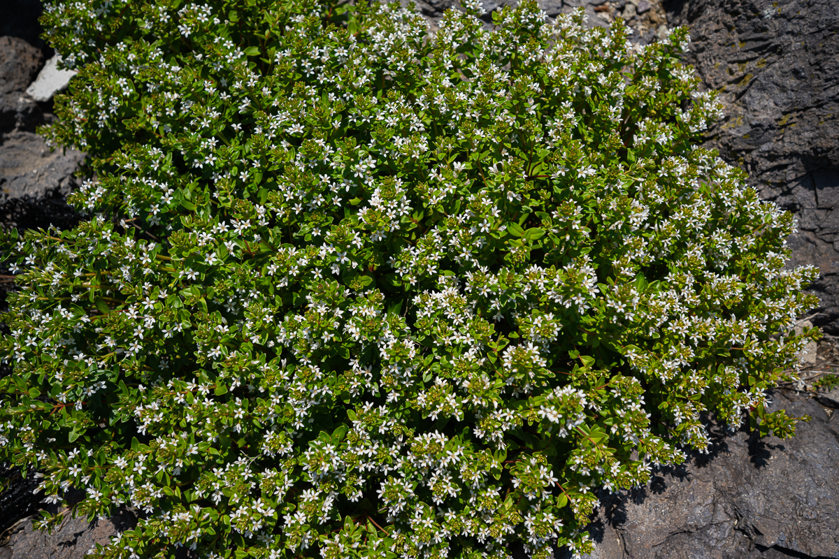 DSC_0117.jpg