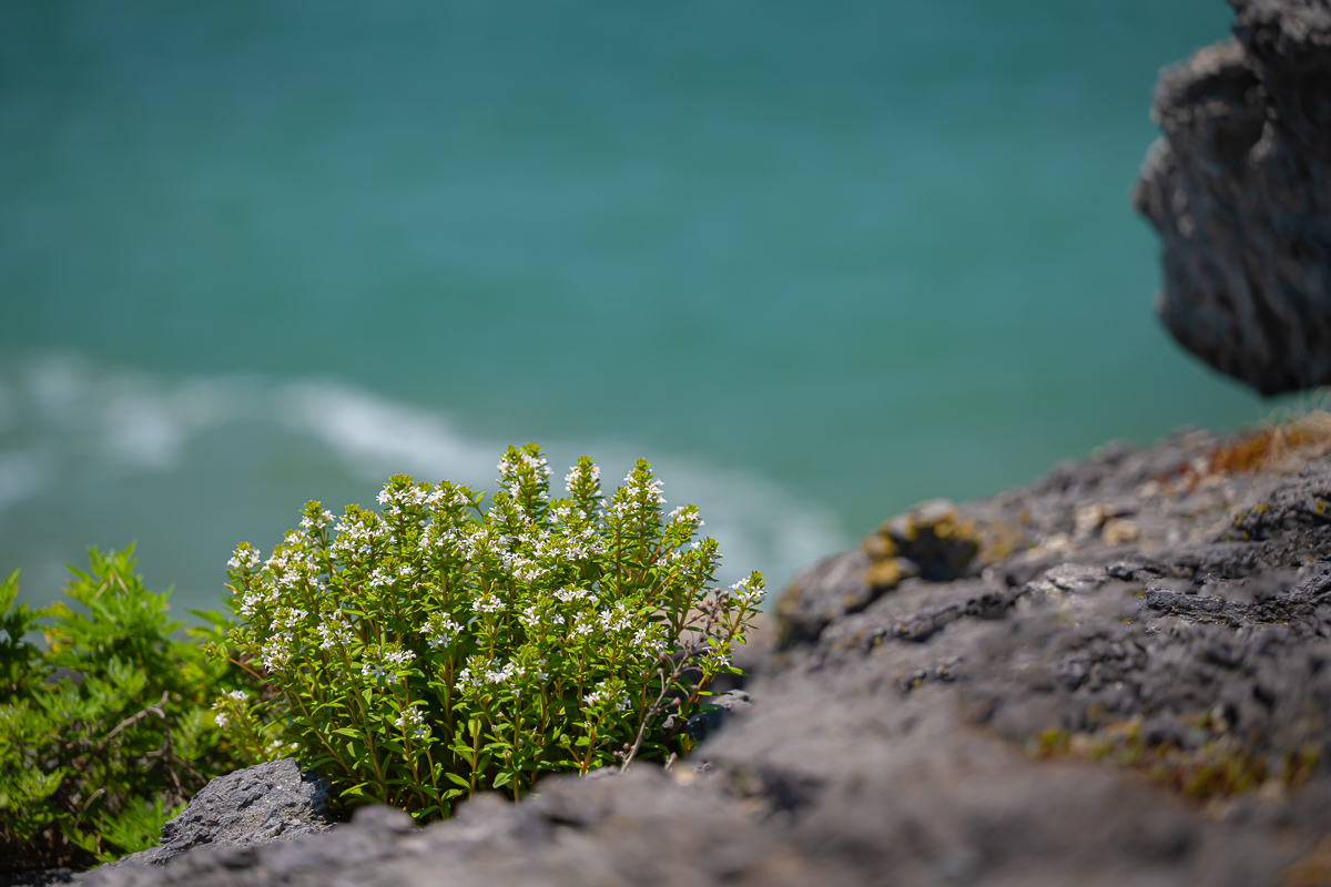 DSC_0168.jpg