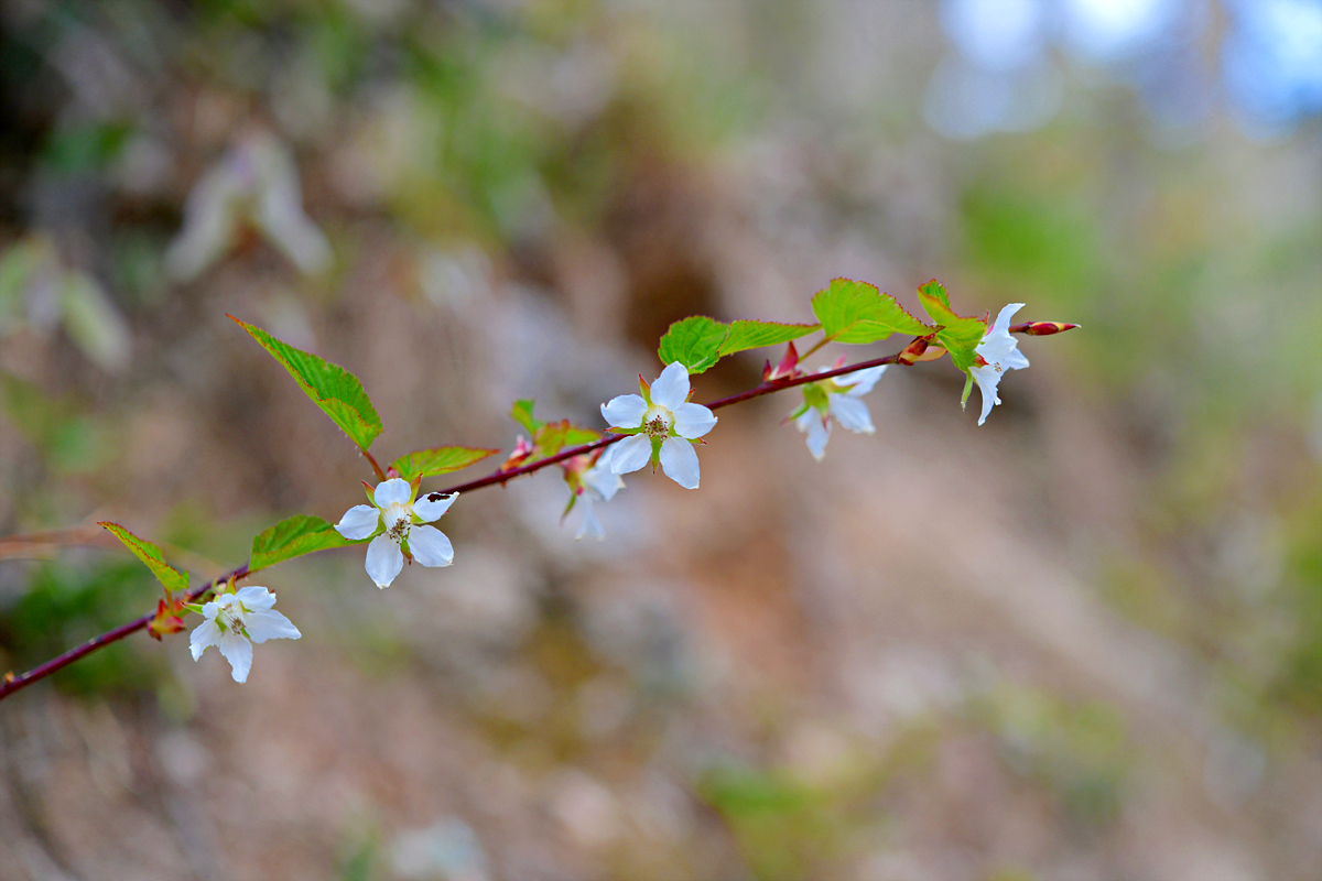 DSC_7977수리딸기.jpg
