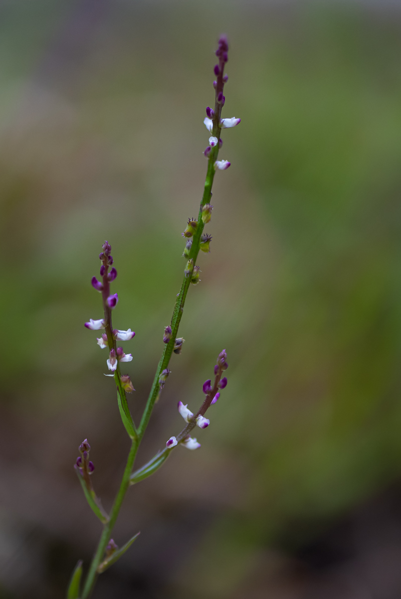 20200905-DSC_6855.jpg