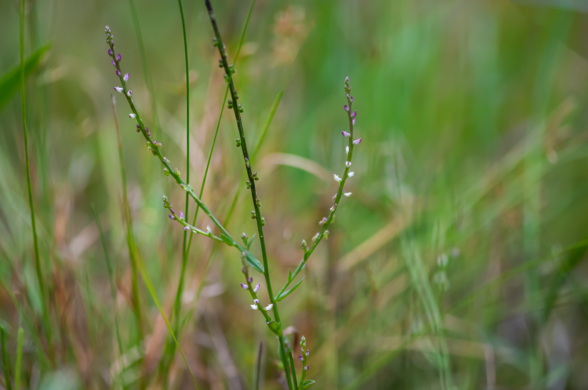 20200905-DSC_6840.jpg