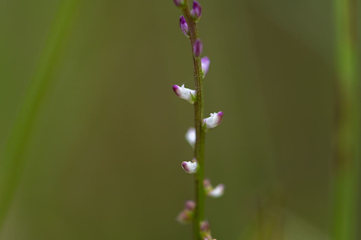 20200905-DSC_6890.jpg