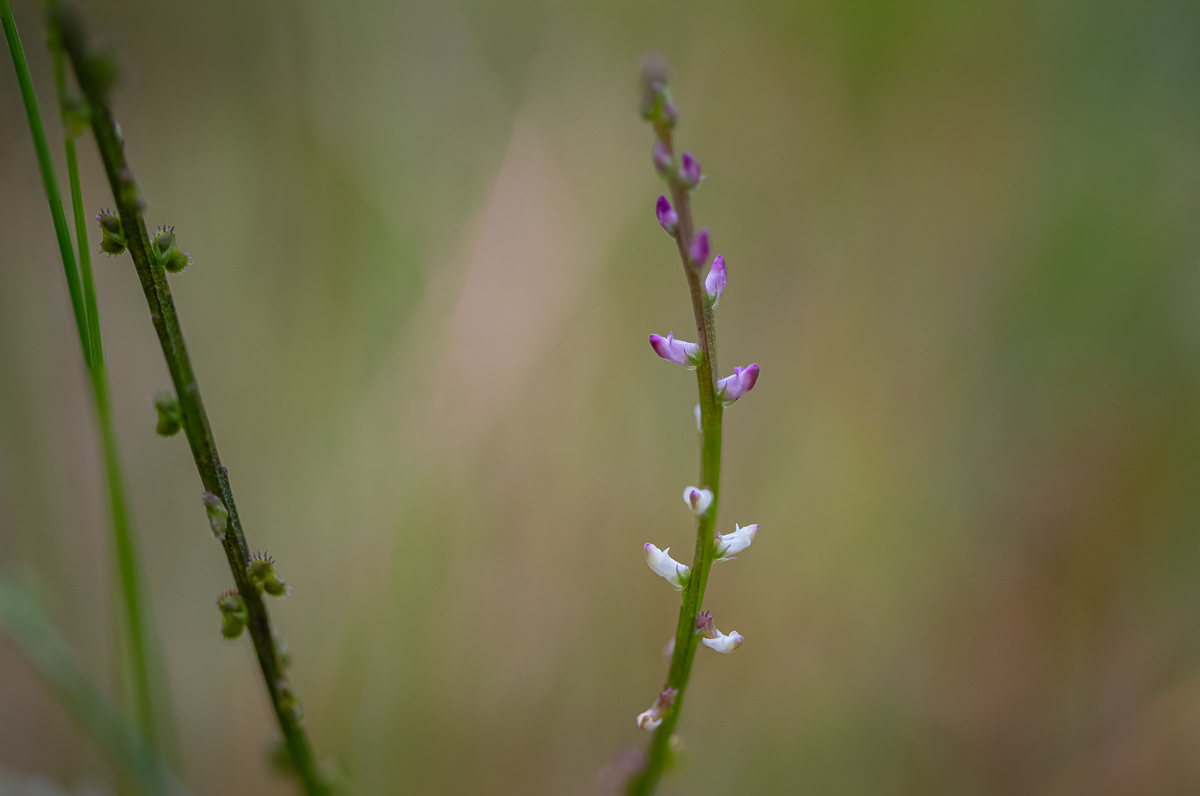 20200905-DSC_6842.jpg