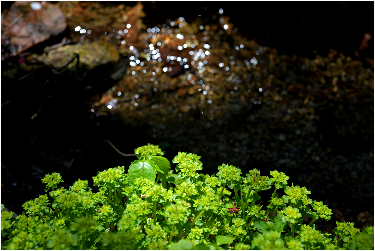 DSC_0305.jpg