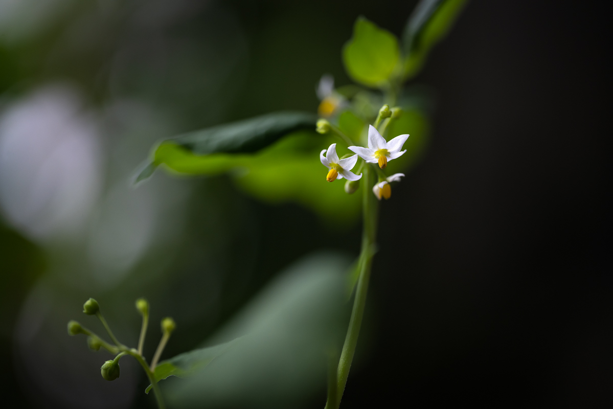 DSC_8849.jpg