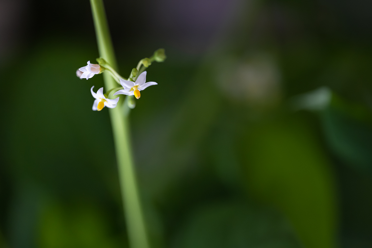 DSC_8900.jpg