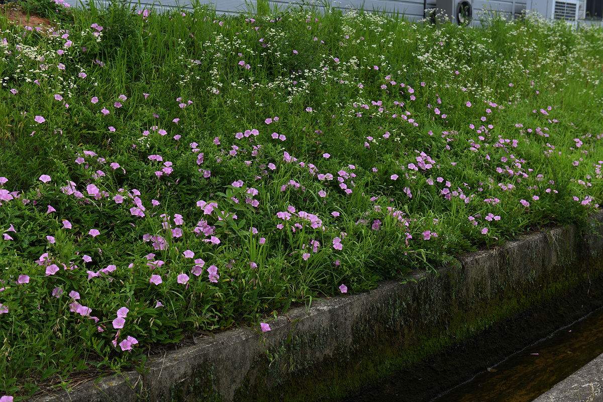 DSC_0245aa.jpg