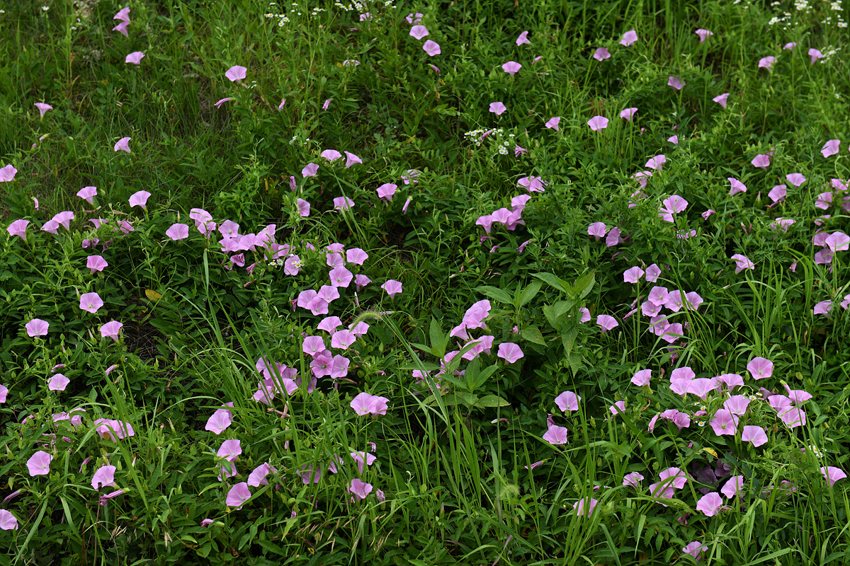 DSC_0246sss.jpg