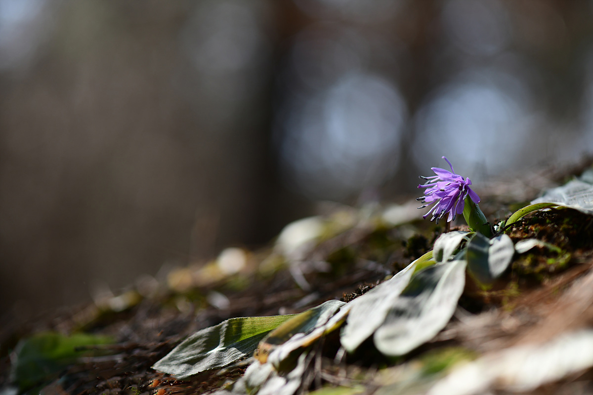 DSC_0323qqq.jpg