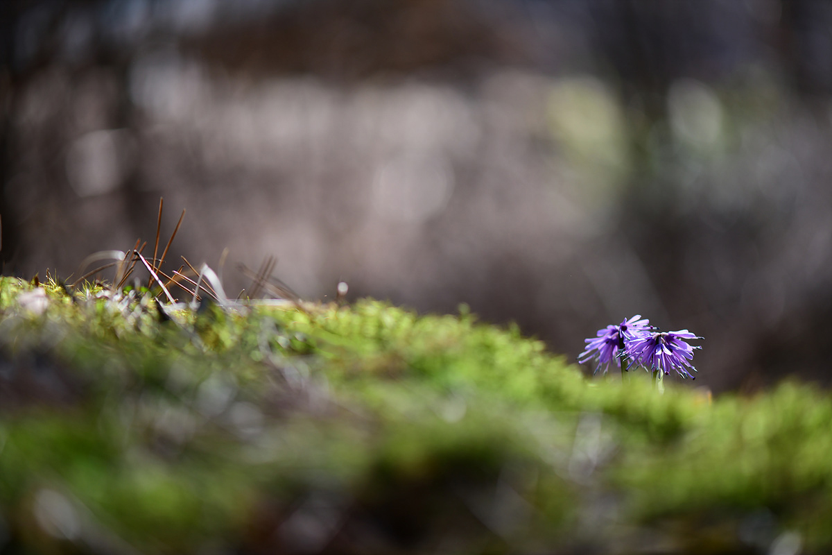DSC_0331qqq.jpg