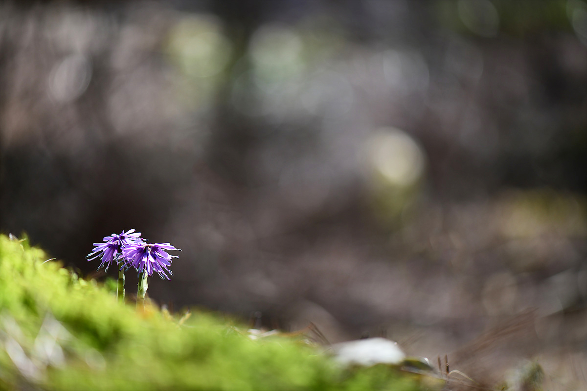 DSC_0313qqq.jpg