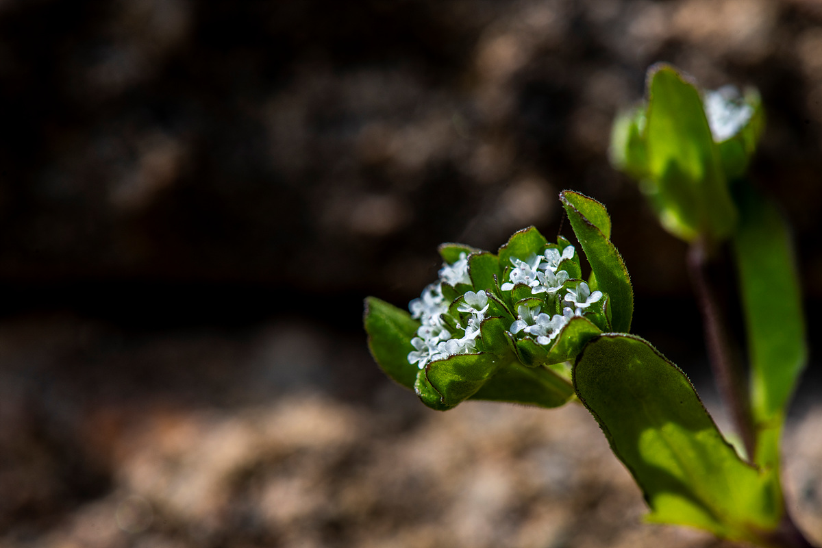 _DSC3940a.jpg