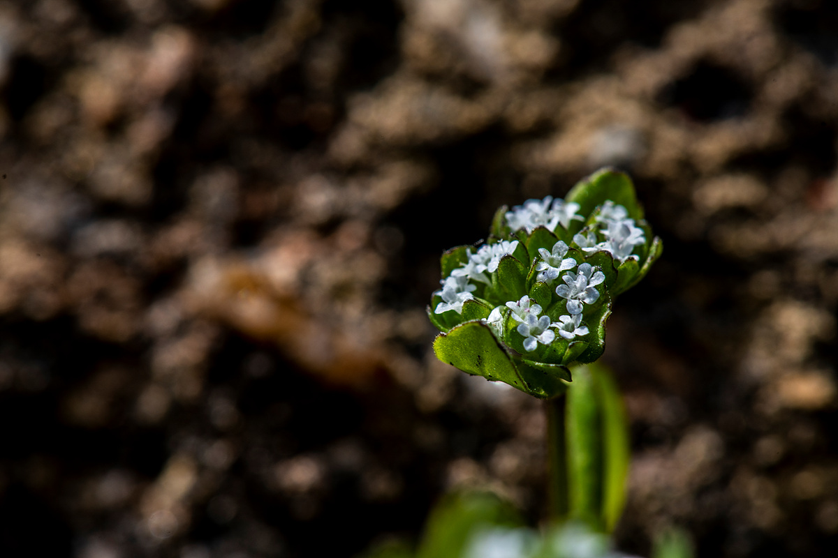 _DSC3939a.jpg